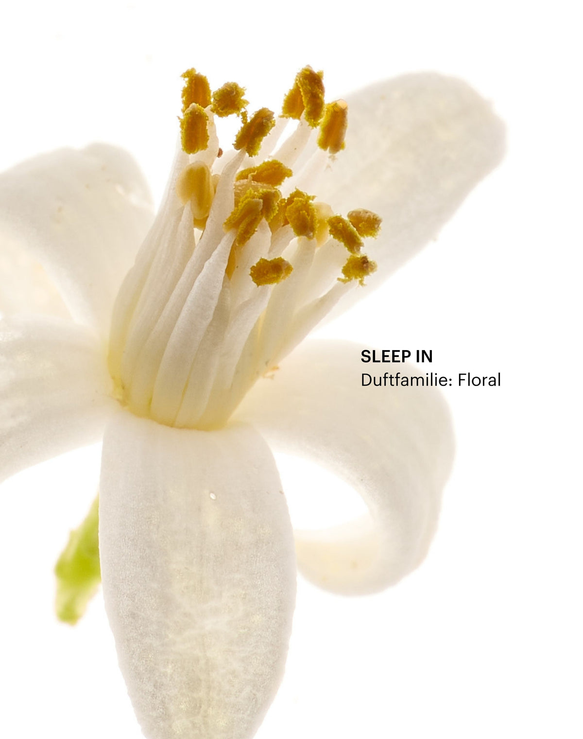 scented-hand-cream; sleep-in: Erinnert an frisch bezogene Bettwäsche